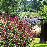 jardin contemporain et persicaria